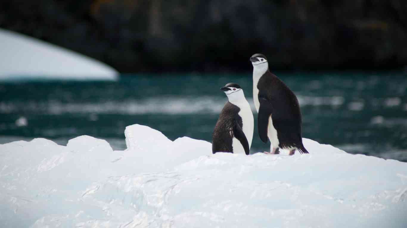 chinstrap penguins on a iceberg