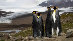 Just How Tall Are Penguins in the Wild?