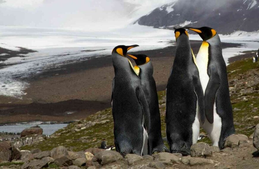 Just How Tall Are Penguins in the Wild?