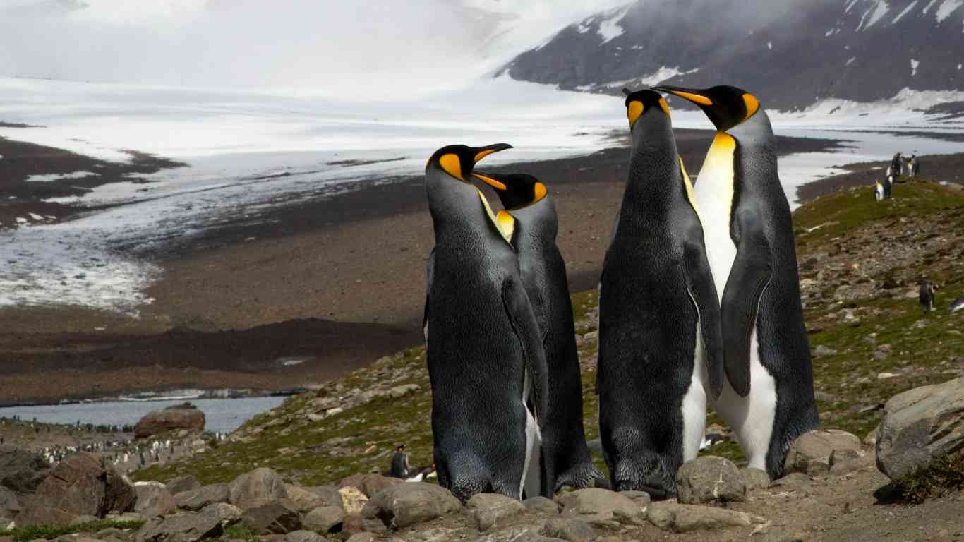 emperor penguins standing tall