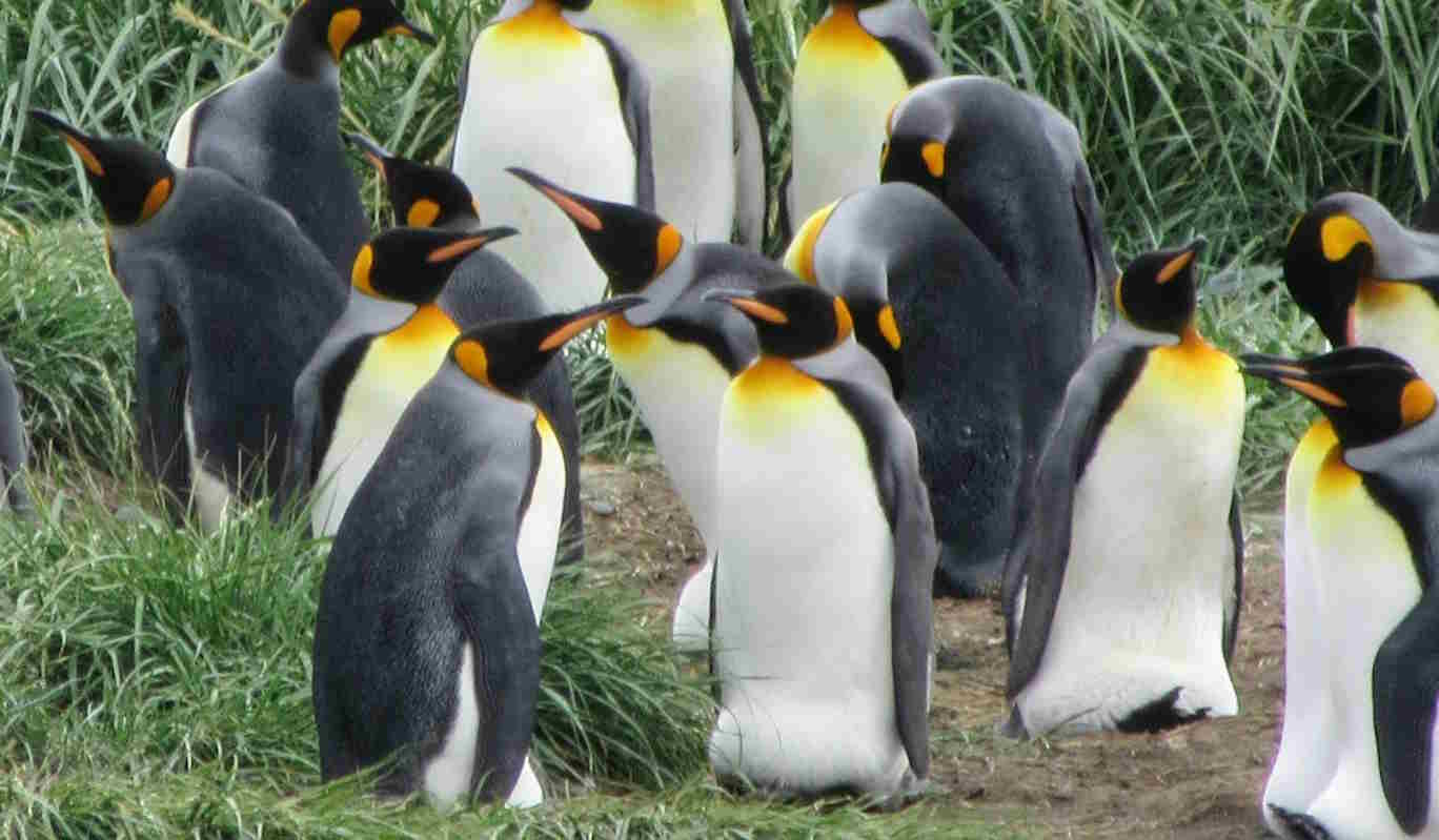 holding onto eggs King Penguin Colony