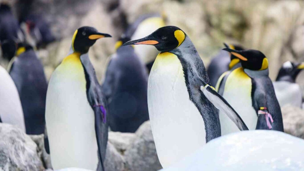 Are Penguins Smart? Discover Their Cognitive Abilities!