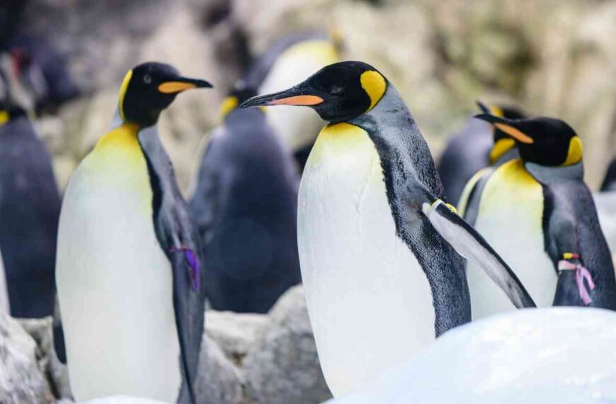 Are Penguins Smart? Discover Their Cognitive Abilities!