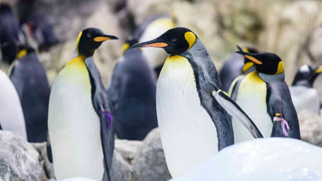 king penguins smart communication