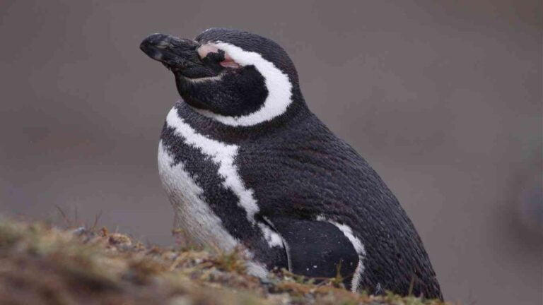 Where Do Penguins Sleep in the Wild?