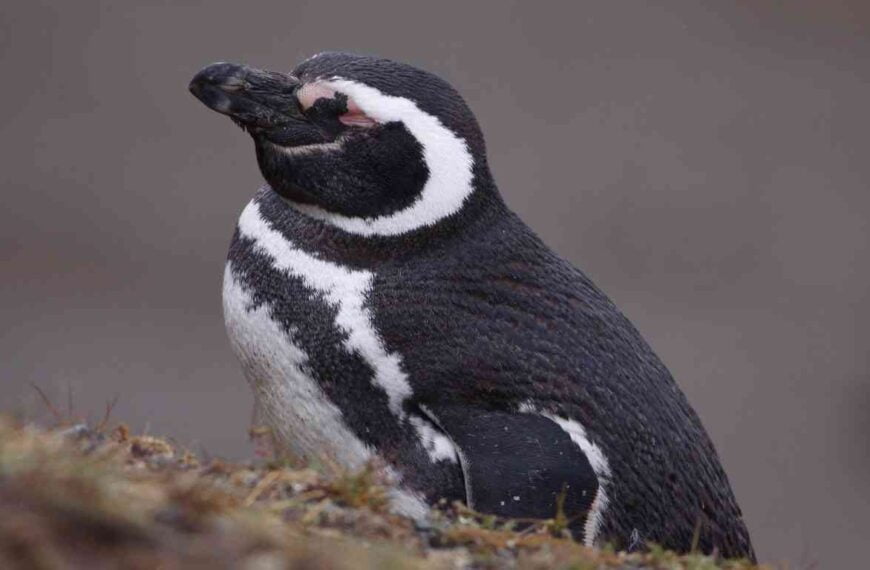 Where Do Penguins Sleep in the Wild?