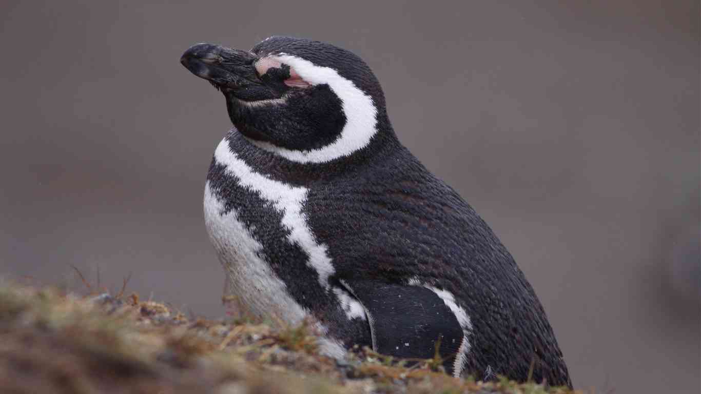 magellanic penguin sleeping