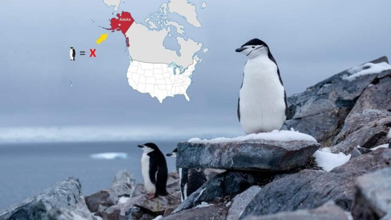 Are There Penguins in Alaska?