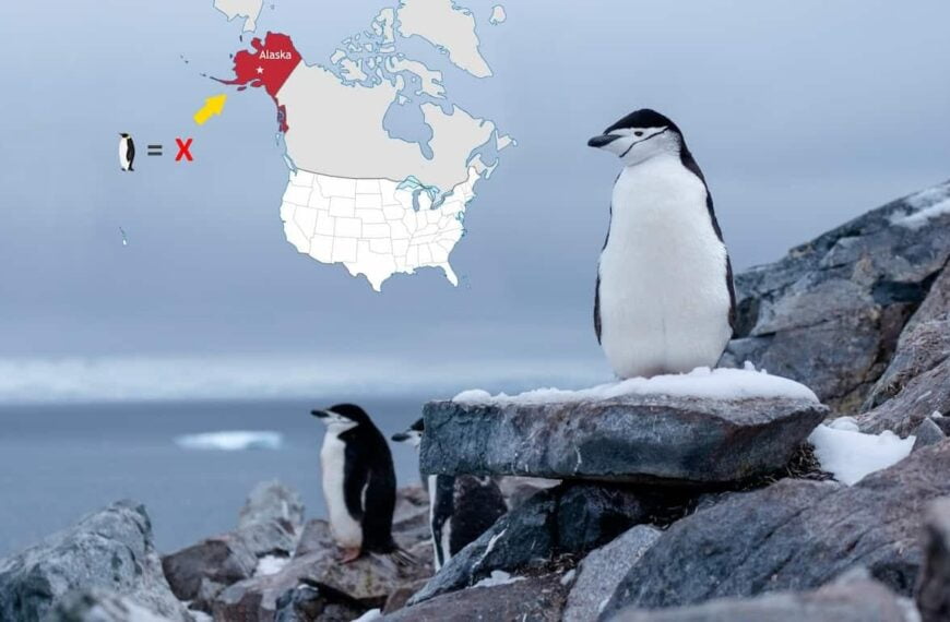 Are There Penguins in Alaska?