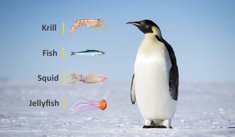 9 Things Penguins Eat in the Wild