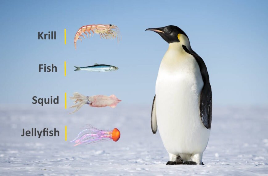 9 Things Penguins Eat in the Wild