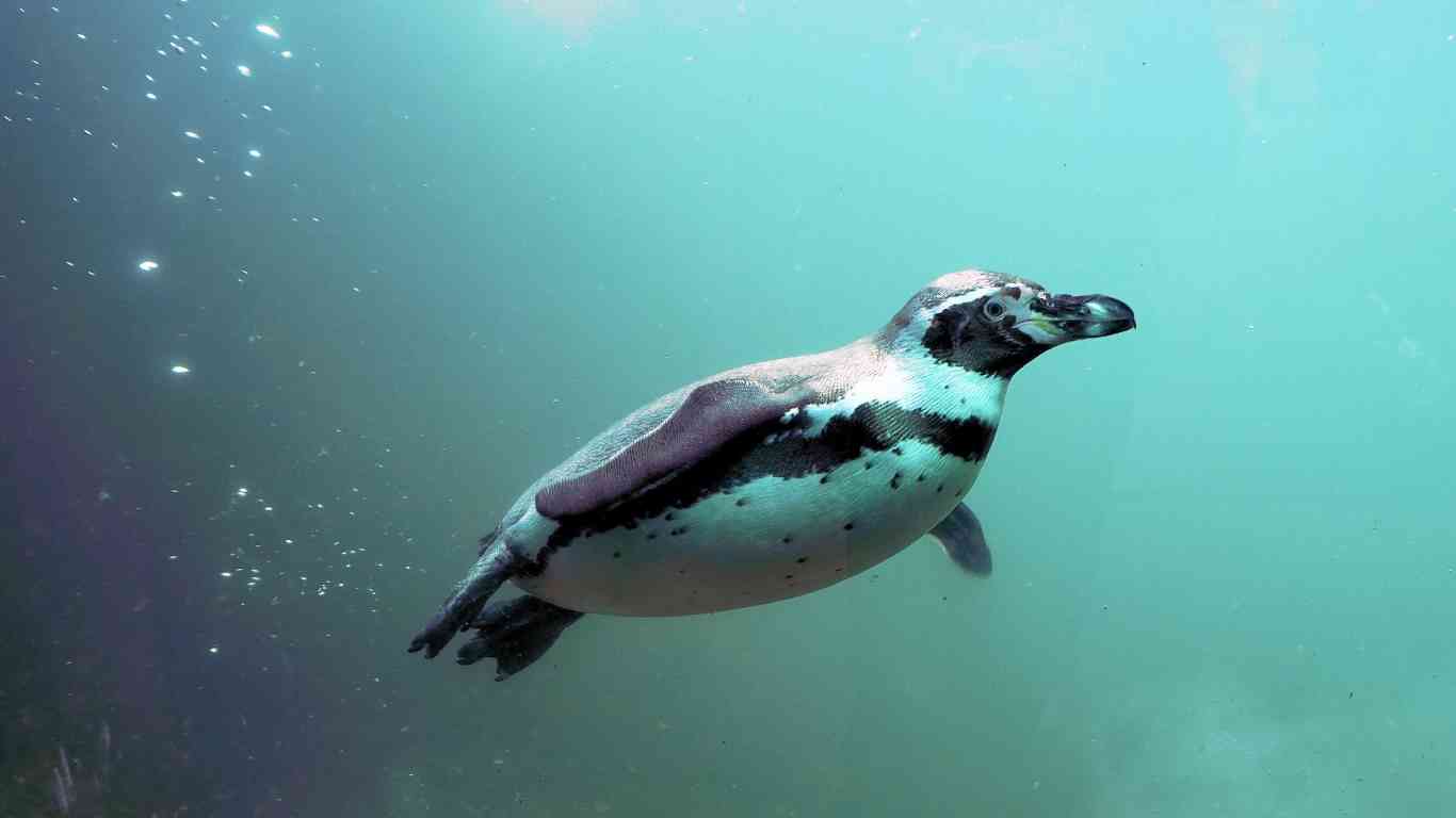 penguin deep sea