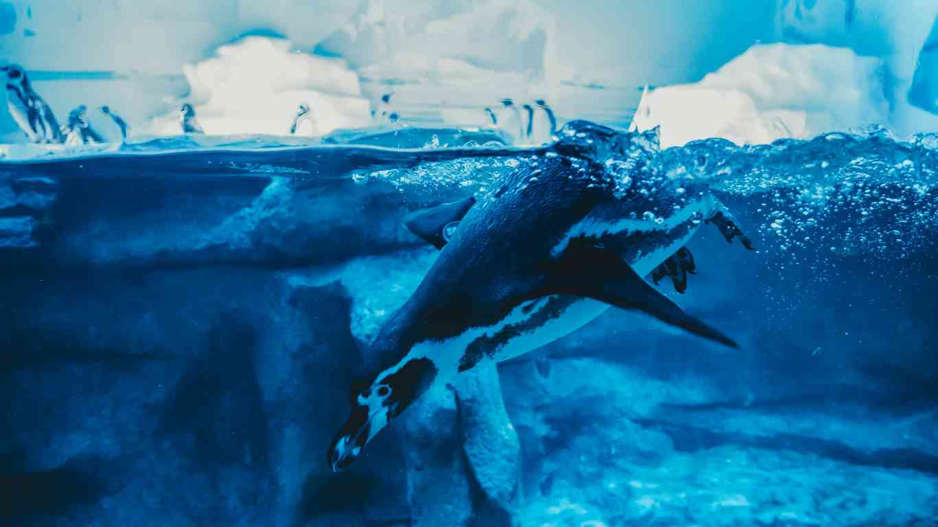 penguin diving for feed