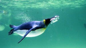 Are Penguins Warm Blooded Creatures?