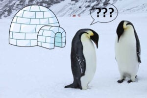 Do Penguins Live in Igloos?