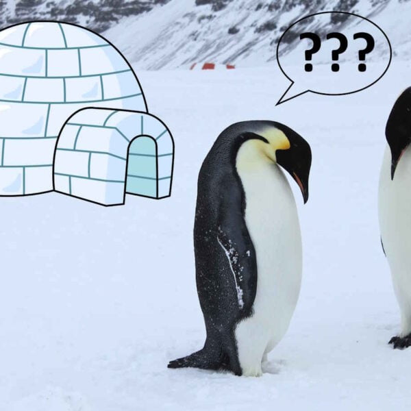 Do Penguins Live in Igloos?