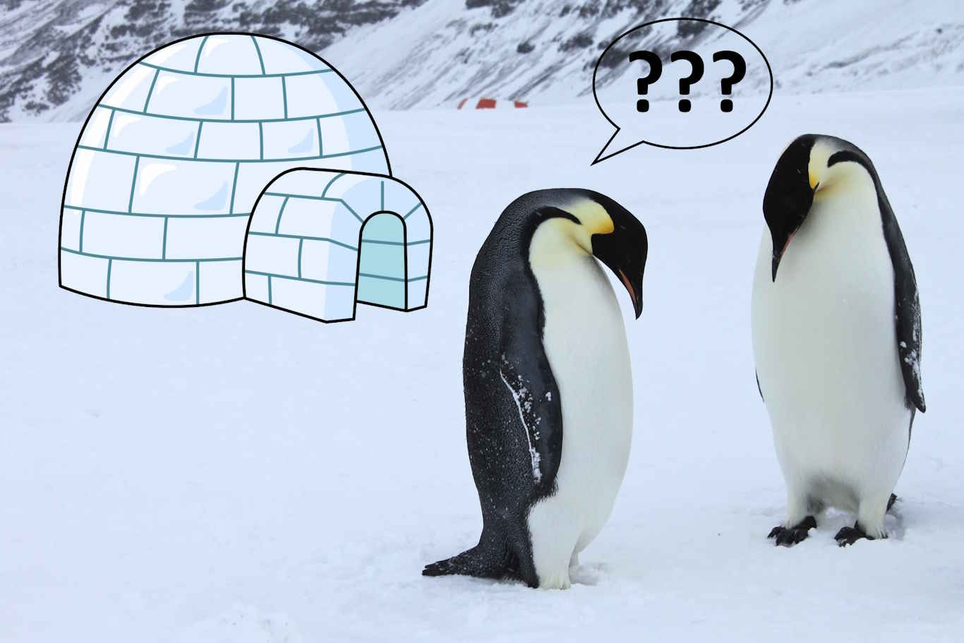 Where Do Penguins Sleep in the Wild?