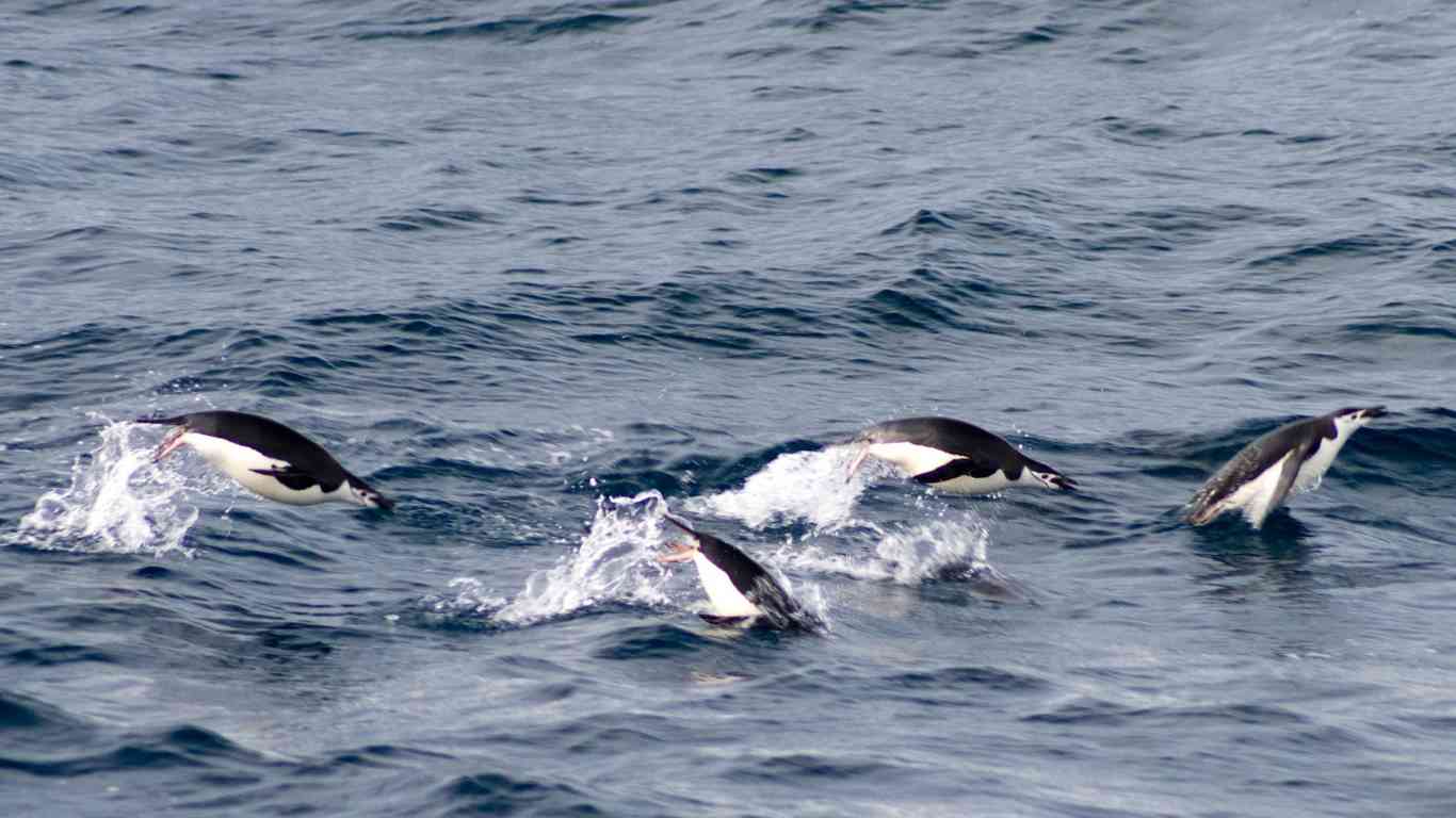 penguins hunting for fish