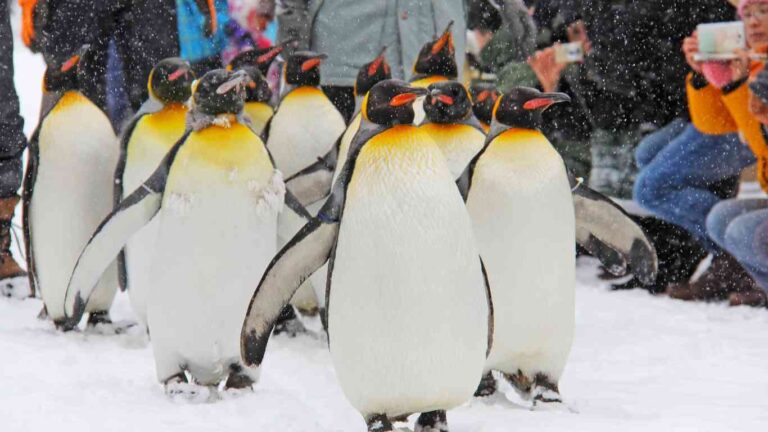 Are Penguins Friendly or Do They Attack Sometimes?