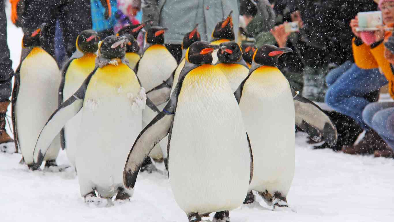 penguins march people