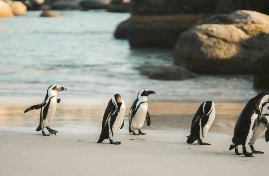 Why Do Penguins Walk with a Waddle?