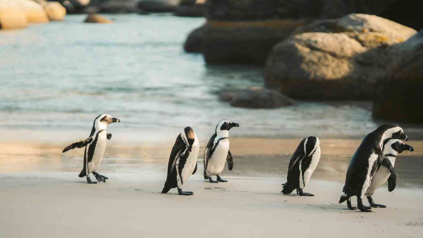 penguins seashore waddle