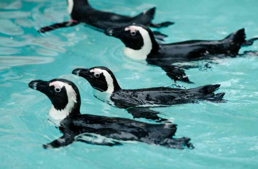 Can Penguins Live in Warm Weather?