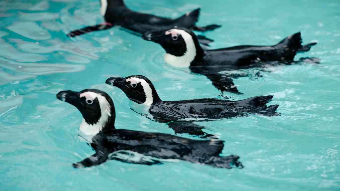 penguins swimming 1