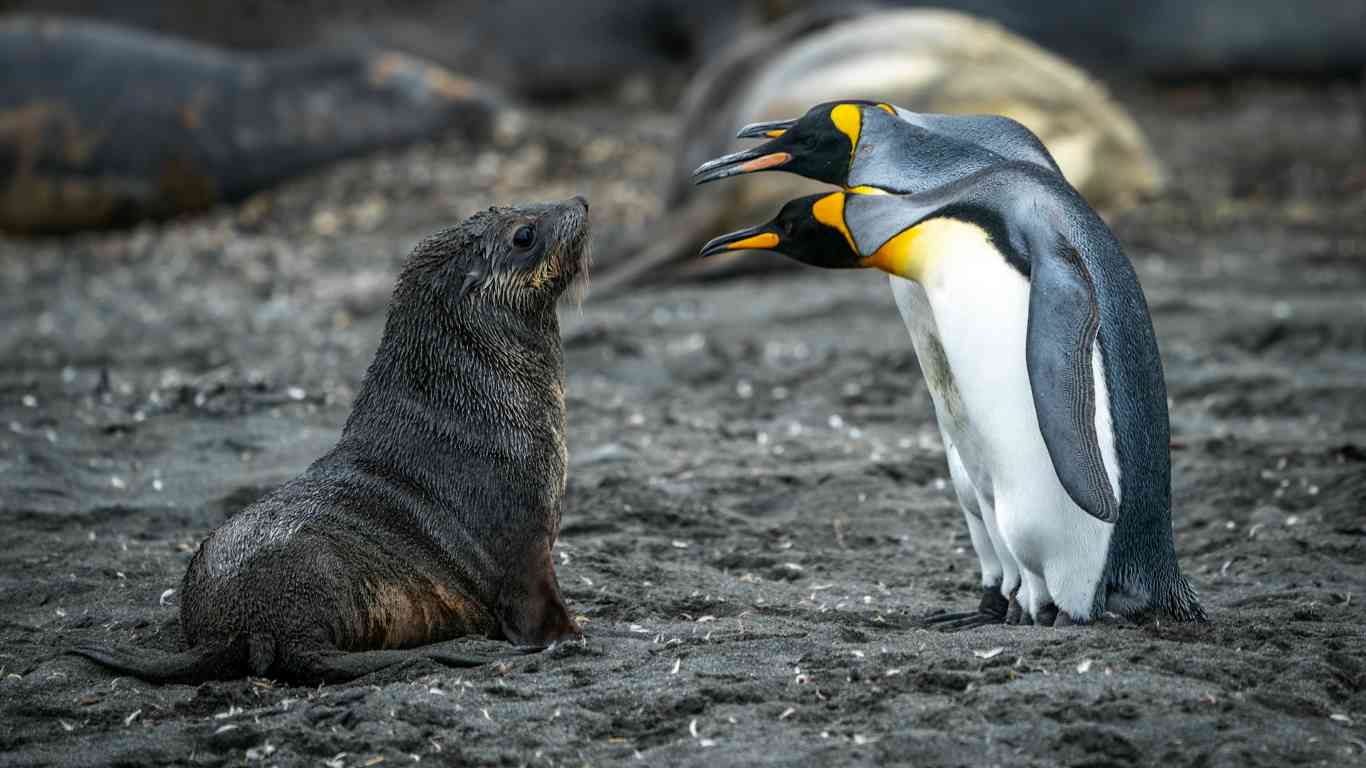 seal penguin confronting each other Medium