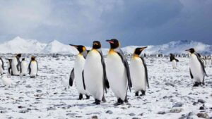 How Many Penguins Are Left in the World?