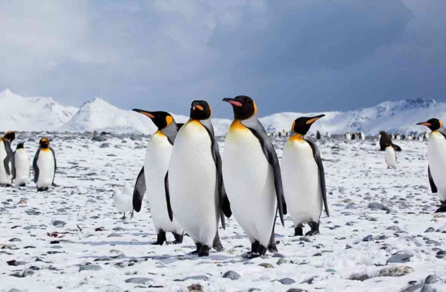 How Many Penguins Are Left in the World?