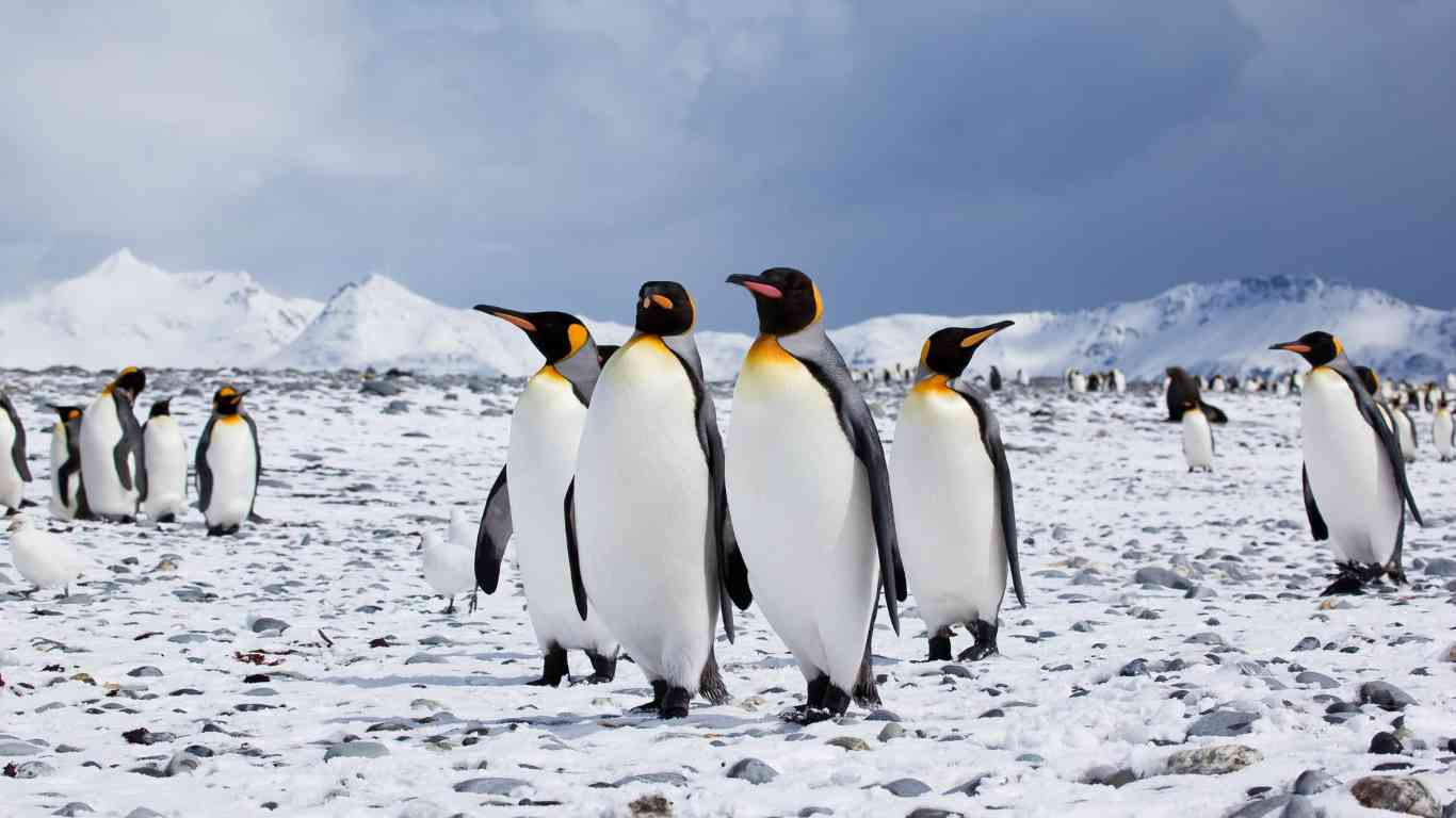 small penguins group in the antarctic