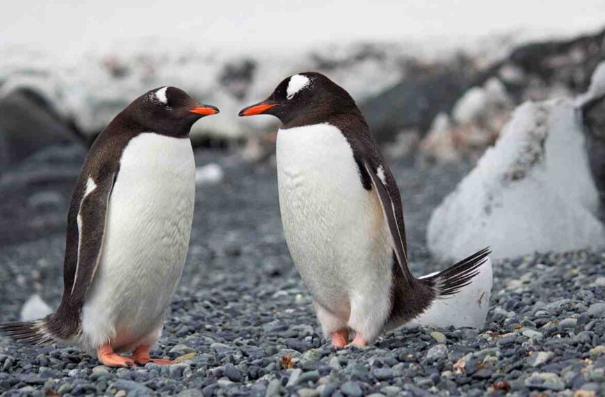 Do Penguins Have Tails?