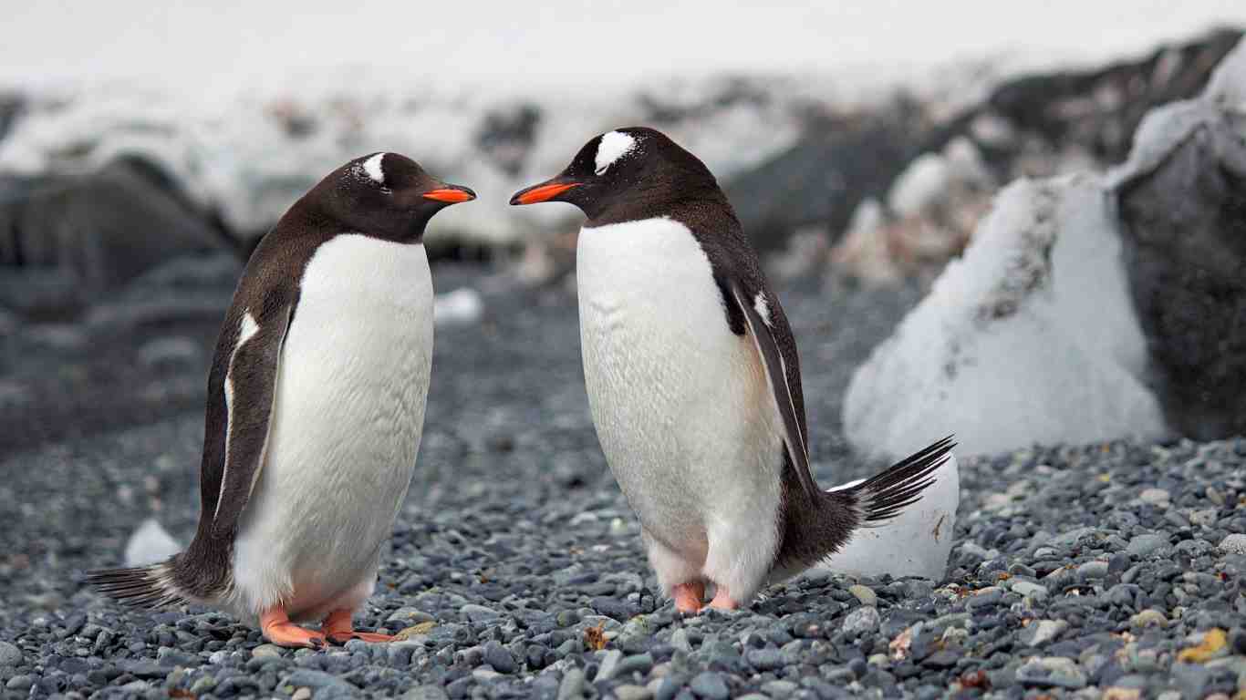 two penguin animals