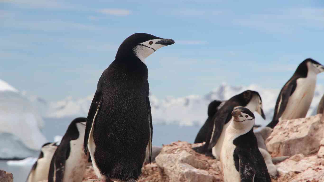 wilderness penguin chinstrap