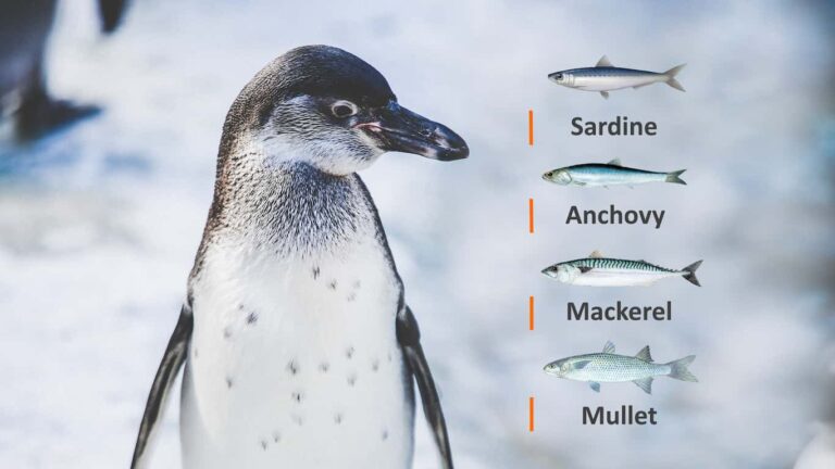 Types of Fish That Penguins Eat