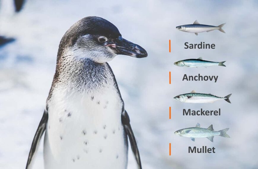 Types of Fish That Penguins Eat